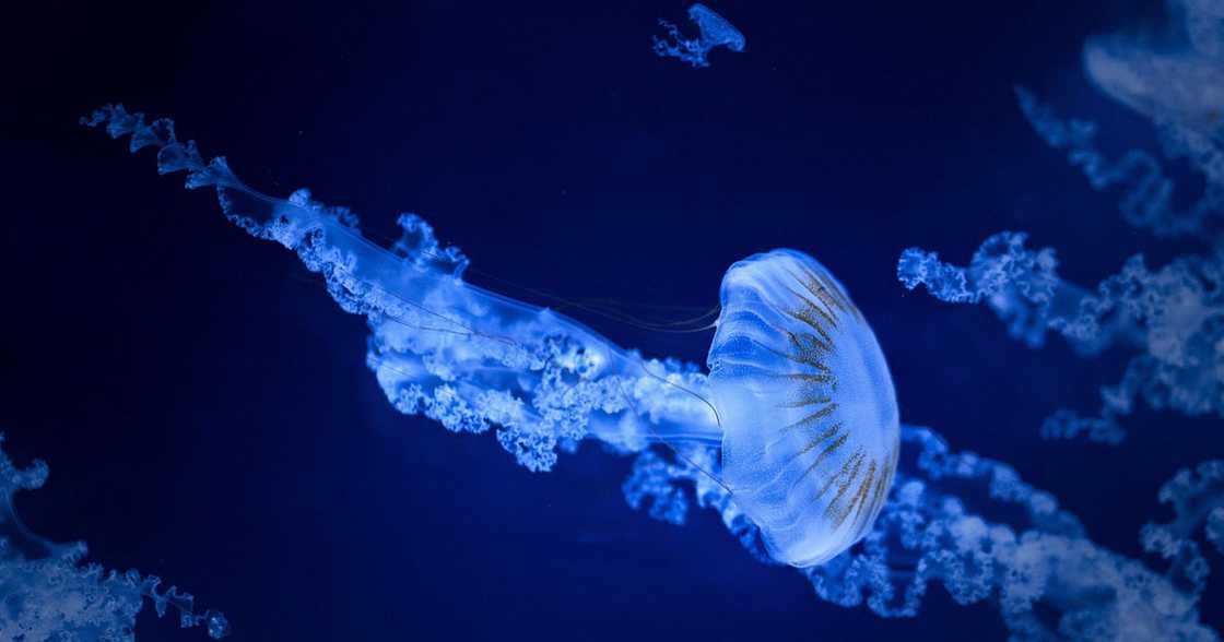 Photo: Pixabay Photo: Pixabay