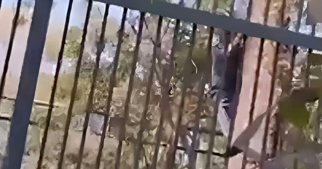 Lalaki, inaresto ng awtoridad matapos pumasok kulungan ng tigre sa zoo para magpasikat sa ka-date Lalaki, inaresto ng awtoridad matapos pumasok kulungan ng tigre sa zoo para magpasikat sa ka-date