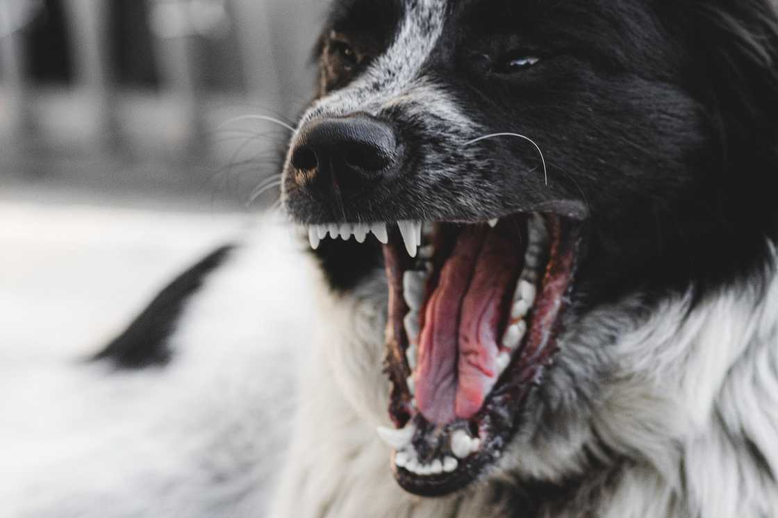 Suspected rabid dog, umatake sa mga estudyante ng San Lorenzo National High School