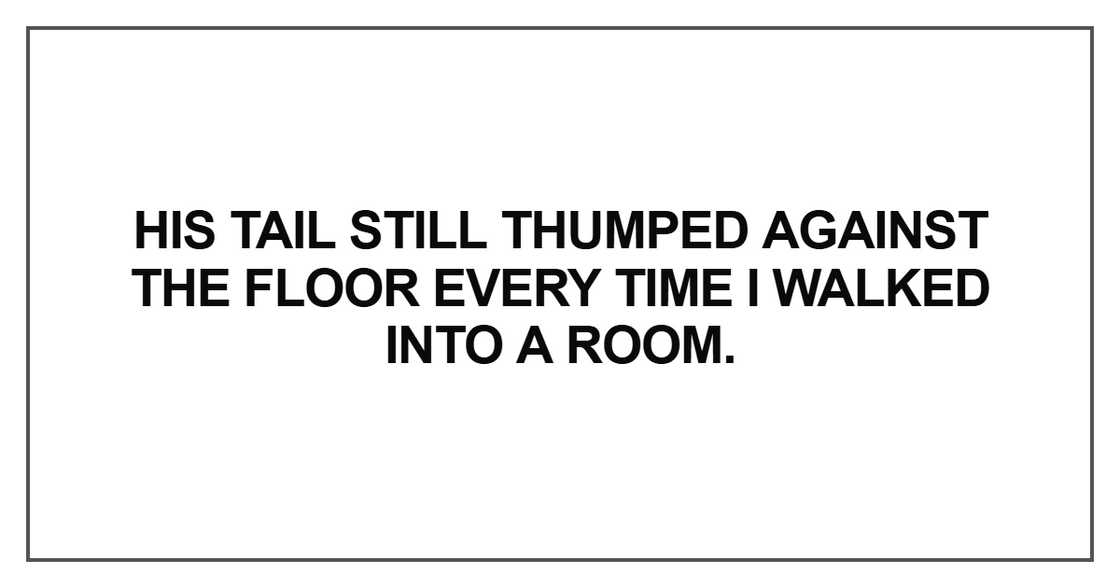 his tail still thumped against the floor