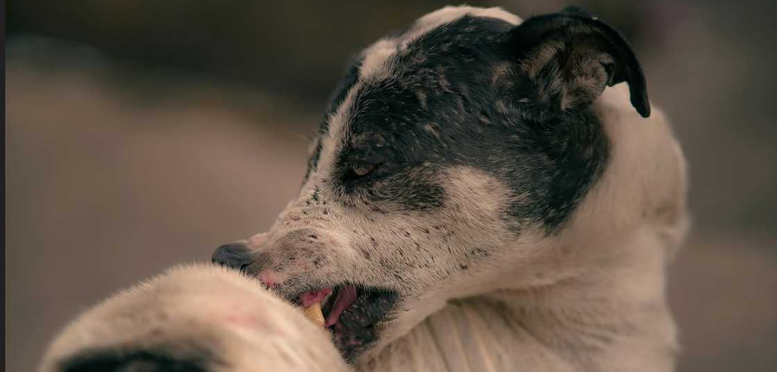 4 anyos na batang babae sa Pangasinan, kinagat ng aso na positibo sa rabies 4 anyos na batang babae sa Pangasinan, kinagat ng aso na positibo sa rabies