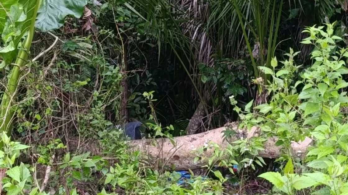 Dahil sa isang aso, natuklasan ang bangkay ng nawawalang 12-anyos sa Toledo City Dahil sa isang aso, natuklasan ang bangkay ng nawawalang 12-anyos sa Toledo City