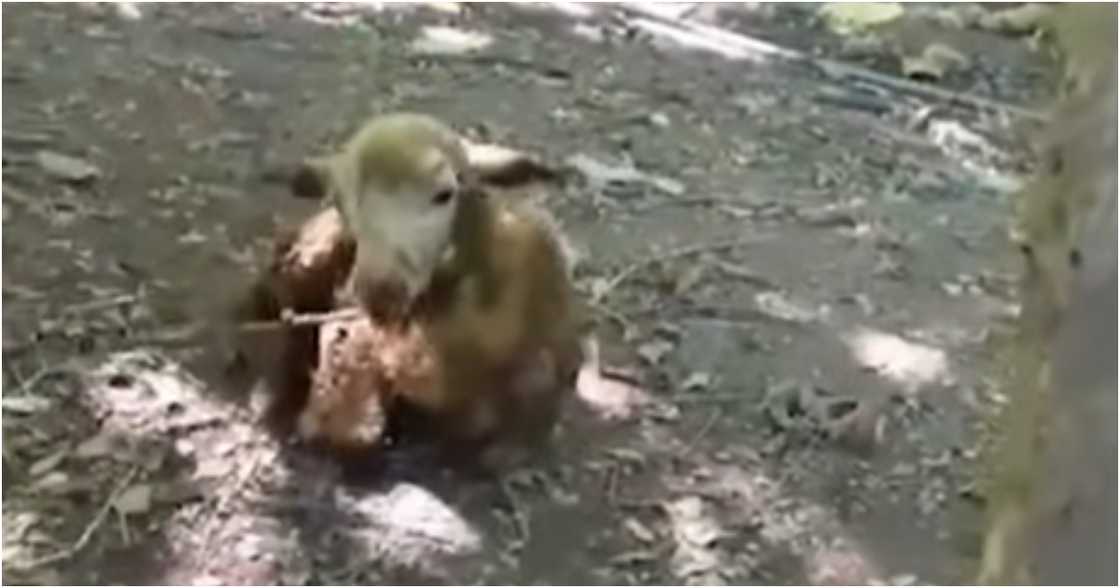 Unang Balita/GMA-7/GMA Integrated News on YouTube