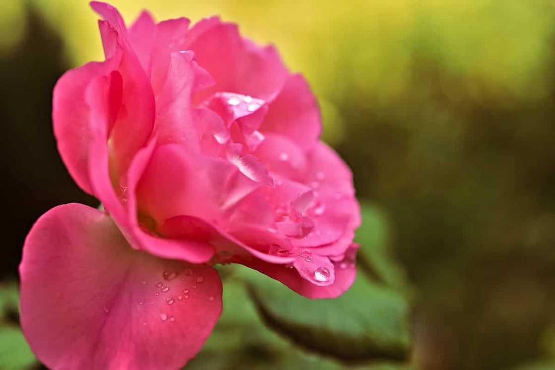 Best rose water toner for oily skin Best rose water toner for oily skin