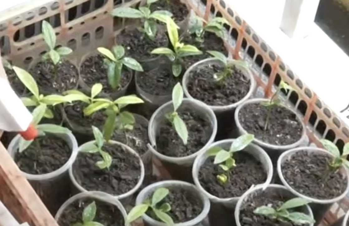 Babaeng nagpapatubo ng endangered na agarwood sa kanyang bakuran, huli ng NBI sa Cebu