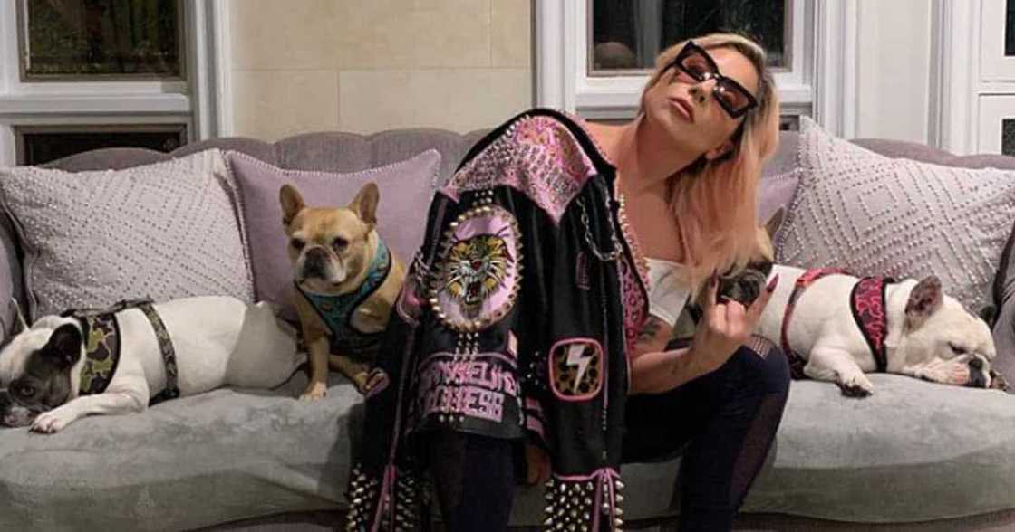 Lady Gaga's dog-walker gets shot, suspects took two of her French bulldogs Lady Gaga's dog-walker gets shot, suspects took two of her French bulldogs