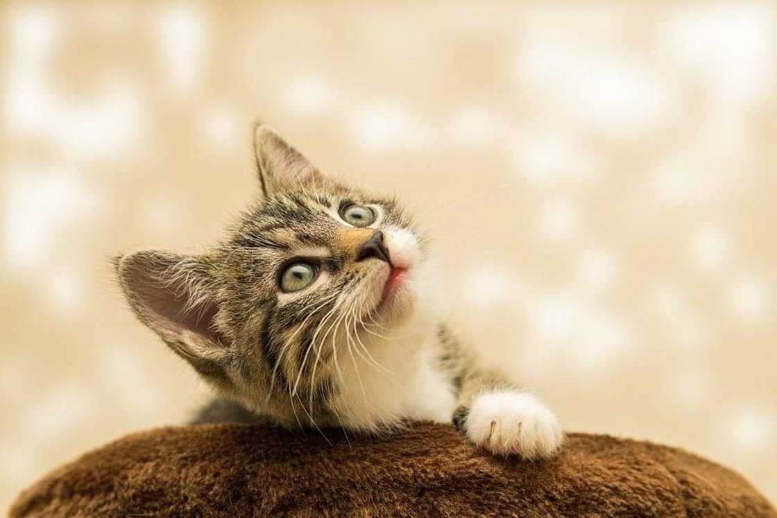 Female cat names: the most popular nicknames in 2020