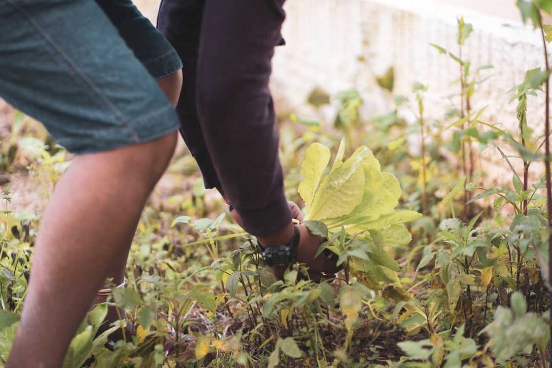 A person crouches in a garden pulling leafy vegetables from the soil. A person crouches in a garden pulling leafy vegetables from the soil.