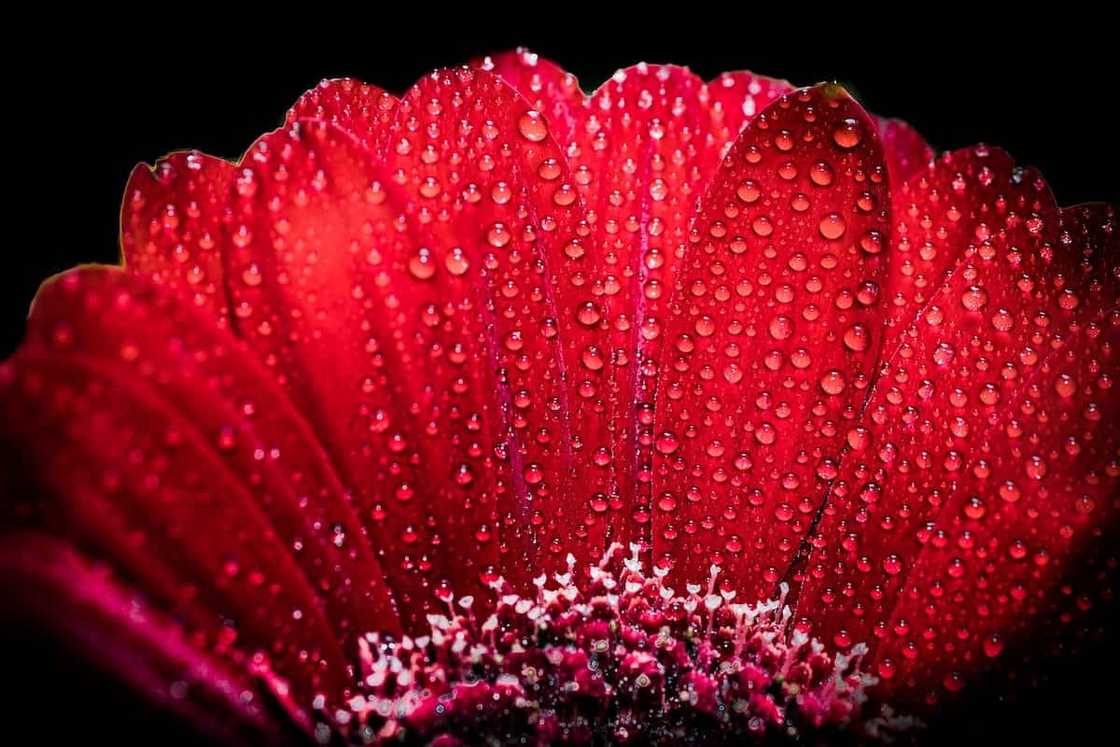 Gerbera: planting and care at home and in the garden Gerbera: planting and care at home and in the garden