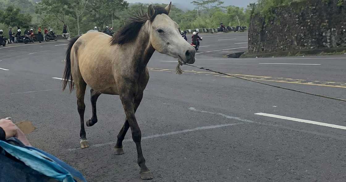 Animal rights group condemns ‘tethered training’ of horse in Misamis Oriental Animal rights group condemns ‘tethered training’ of horse in Misamis Oriental
