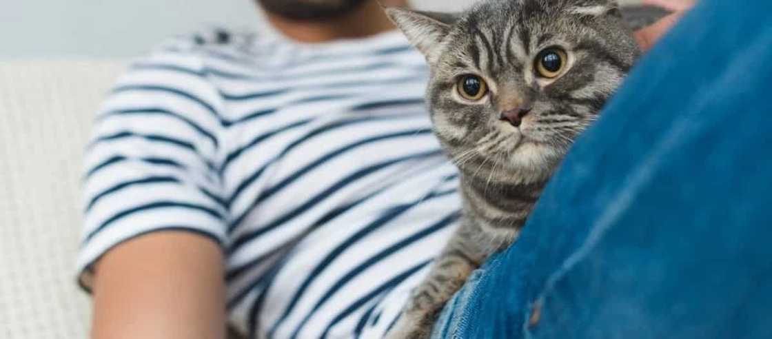 Female cat names: the most popular nicknames in 2020