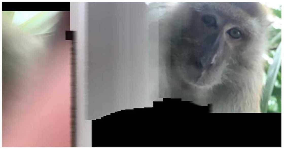 Unggoy, nakapag-selfie gamit ang CP ng lalaki na inakala nilang nanakaw Unggoy, nakapag-selfie gamit ang CP ng lalaki na inakala nilang nanakaw