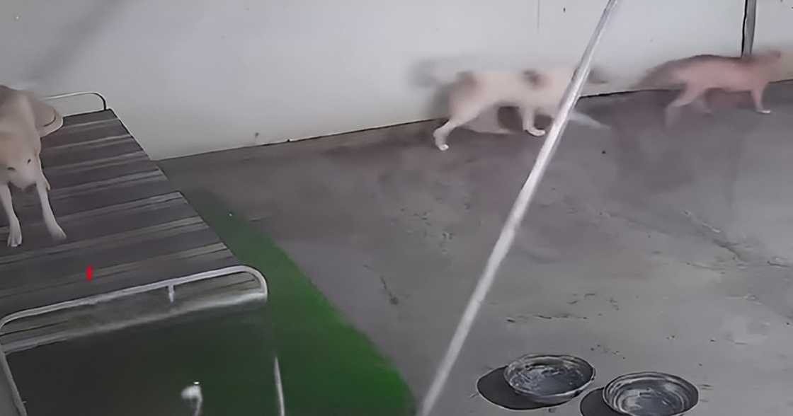 Dasmariñas animal shelter roof collapses amidst rains, 76 dogs displaced