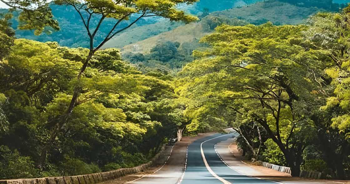 Putol-putol na parte ng katawan, natagpuang nakasilid sa plastic sa Marilaque Highway Putol-putol na parte ng katawan, natagpuang nakasilid sa plastic sa Marilaque Highway