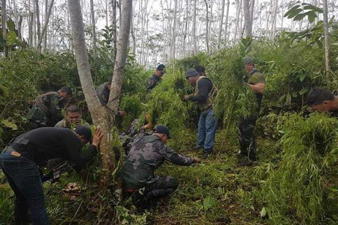 Milyon-milyong halaga ng marijuana, natimbog at sinunog ng pulisya Milyon-milyong halaga ng marijuana, natimbog at sinunog ng pulisya