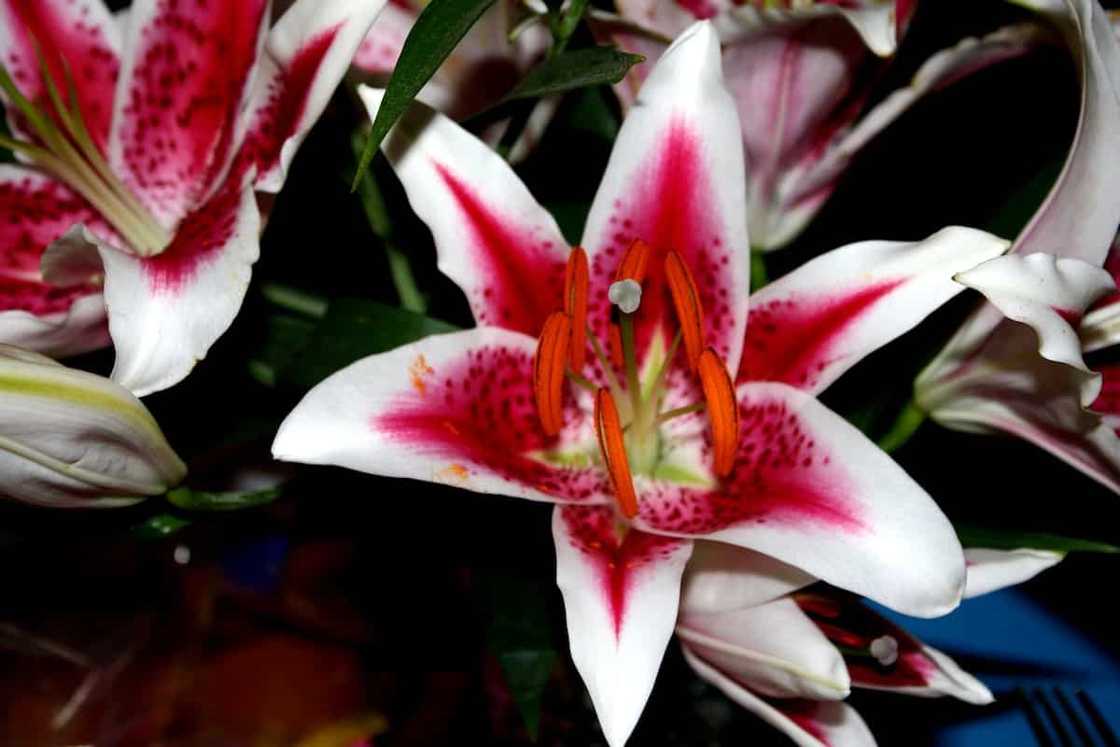 When to transplant lilies: expert advice When to transplant lilies: expert advice