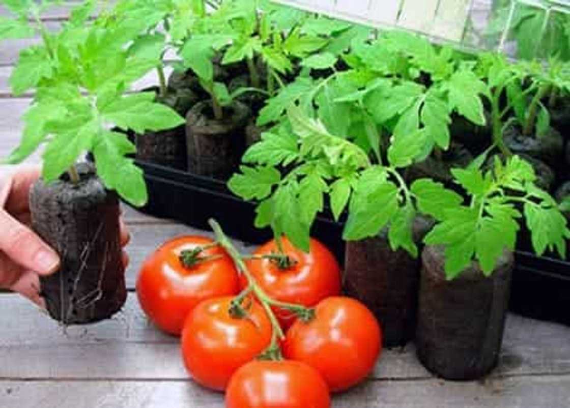 When to plant tomatoes in 2020 When to plant tomatoes in 2020