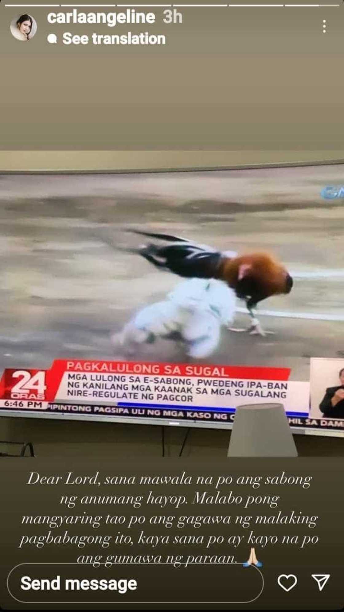 Carla Abellana, ipinagdasal na mawala na ang sabong ng anumang hayop Carla Abellana, ipinagdasal na mawala na ang sabong ng anumang hayop