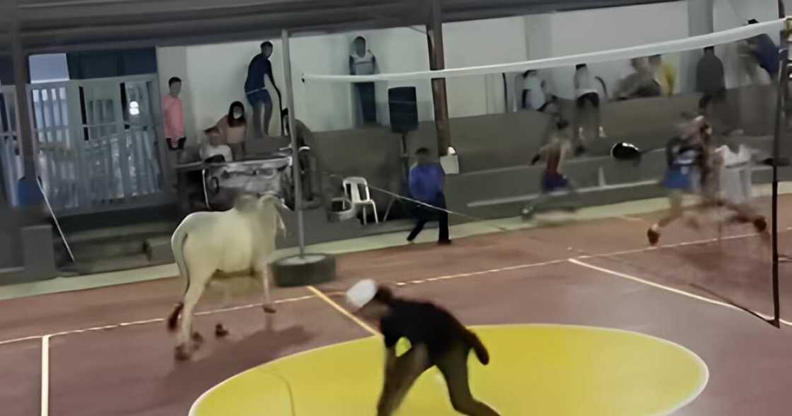 Malaking baka, umeksena sa kalagitnaan ng volleyball game sa Batangas Malaking baka, umeksena sa kalagitnaan ng volleyball game sa Batangas