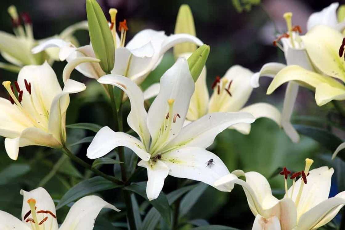 When to transplant lilies: expert advice