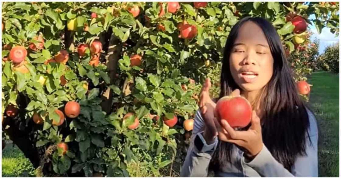 Pinay fruit picker sa Australia, mahigit Php200,000 ang kinikita kada buwan Pinay fruit picker sa Australia, mahigit Php200,000 ang kinikita kada buwan