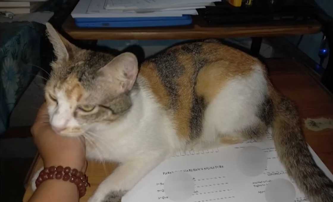 Pusang mukhang pangkaraniwan, pambihirang klase pala sa buong mundo