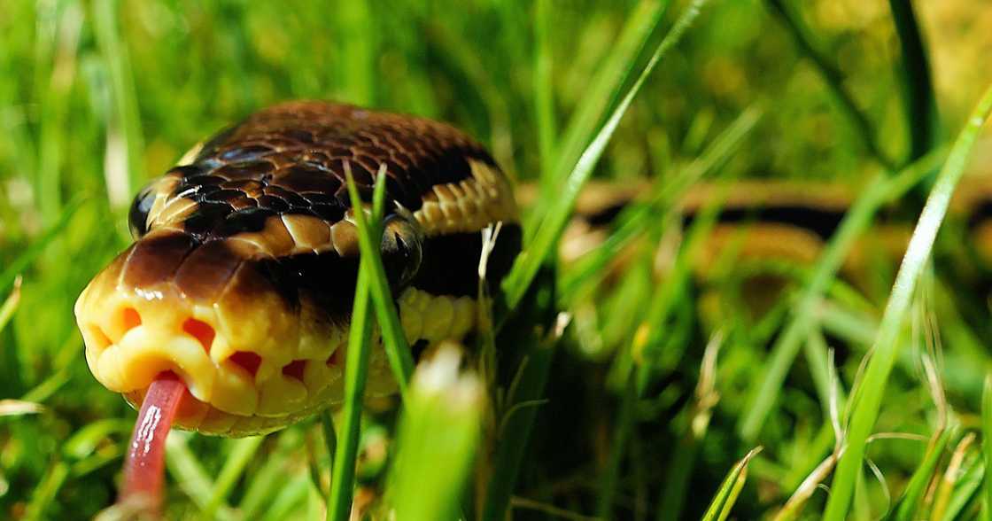 Babae sa Davao City kinagat ng sawa habang mahimbing na natutulog Babae sa Davao City kinagat ng sawa habang mahimbing na natutulog