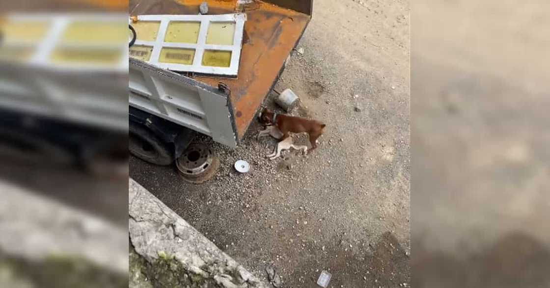 Asong umaarte Asong umaarte