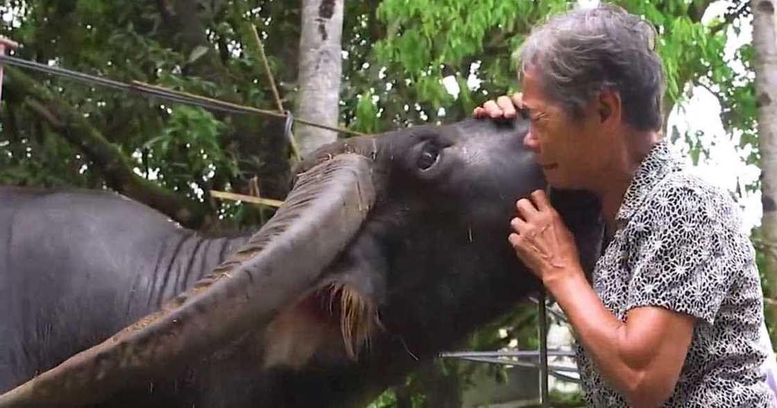 Video ng pag-uwi ni Doro kay Lola Mary Jane matapos matubos ito sa tulong ng KMJS at mga manonood, viral Video ng pag-uwi ni Doro kay Lola Mary Jane matapos matubos ito sa tulong ng KMJS at mga manonood, viral