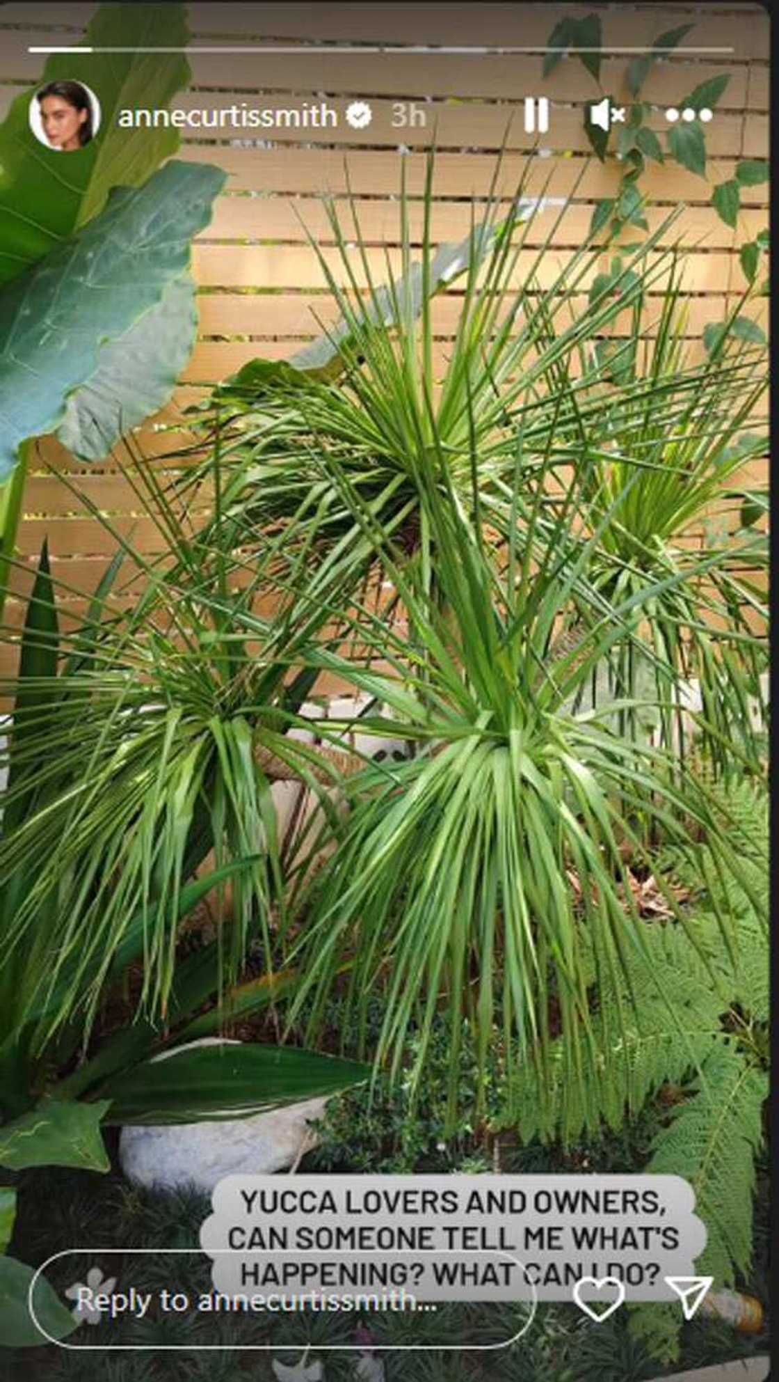 Anne Curtis Anne Curtis