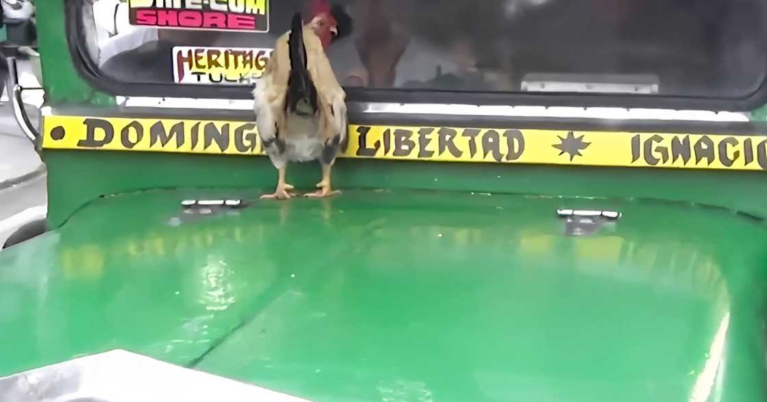 Jeepney with a live chicken on its hood was apprehended during EDSA road safety check Jeepney with a live chicken on its hood was apprehended during EDSA road safety check