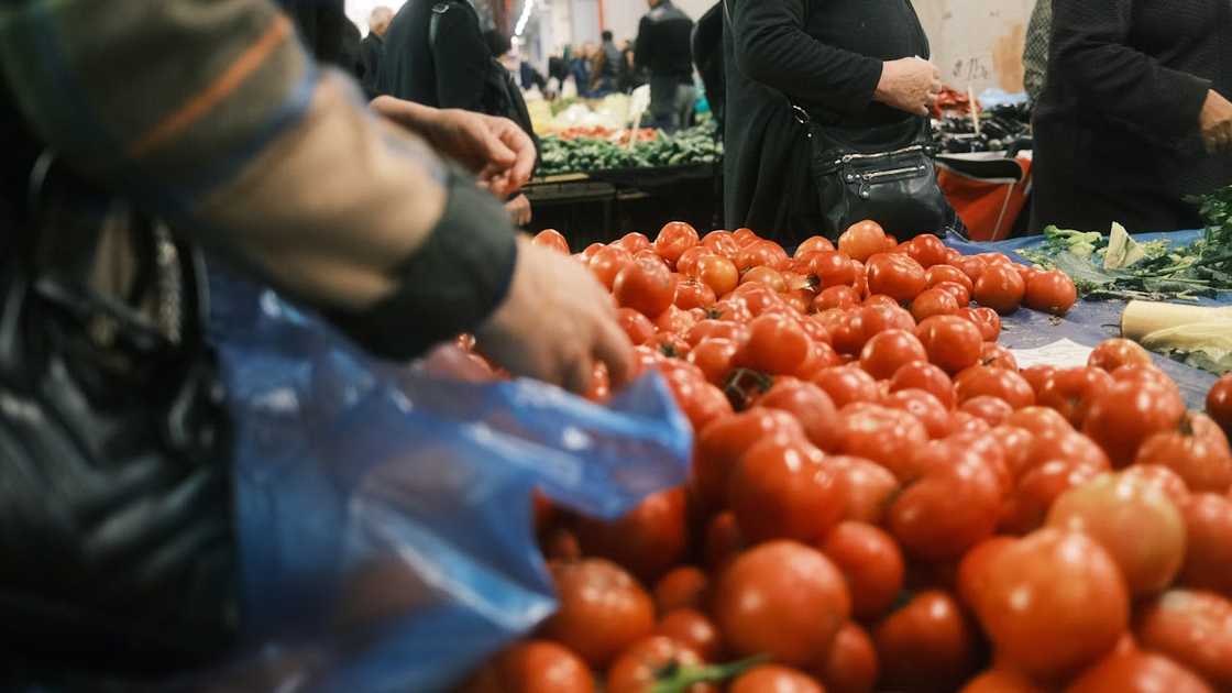 A market woman sorts fresh tomatoes at an outdoor stall. A market woman sorts fresh tomatoes at an outdoor stall.