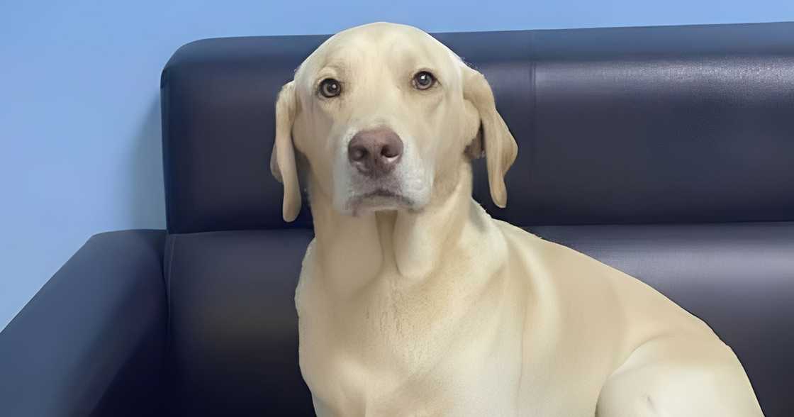 Labrador Retriever allegedly bludgeon to death by vendor; legal battle looms