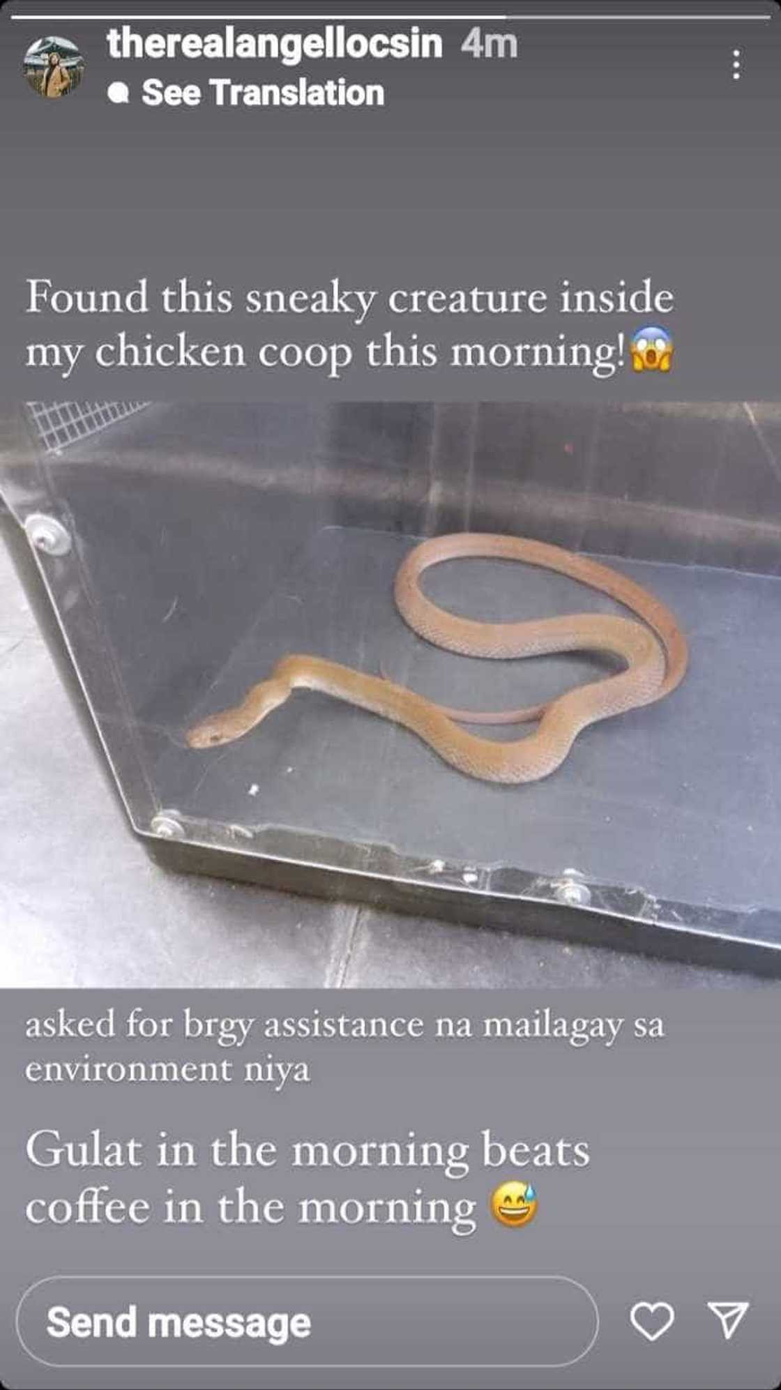 Angel Locsin, nagulat sa bumulagang ahas sa kanyang chicken coop Angel Locsin, nagulat sa bumulagang ahas sa kanyang chicken coop