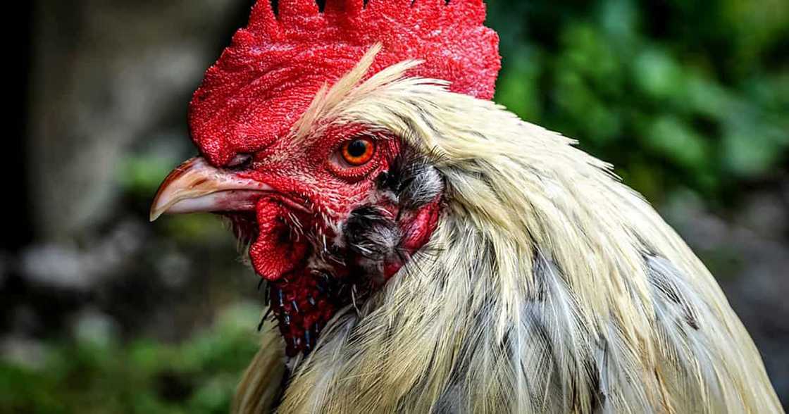 Photo: Pixabay Photo: Pixabay