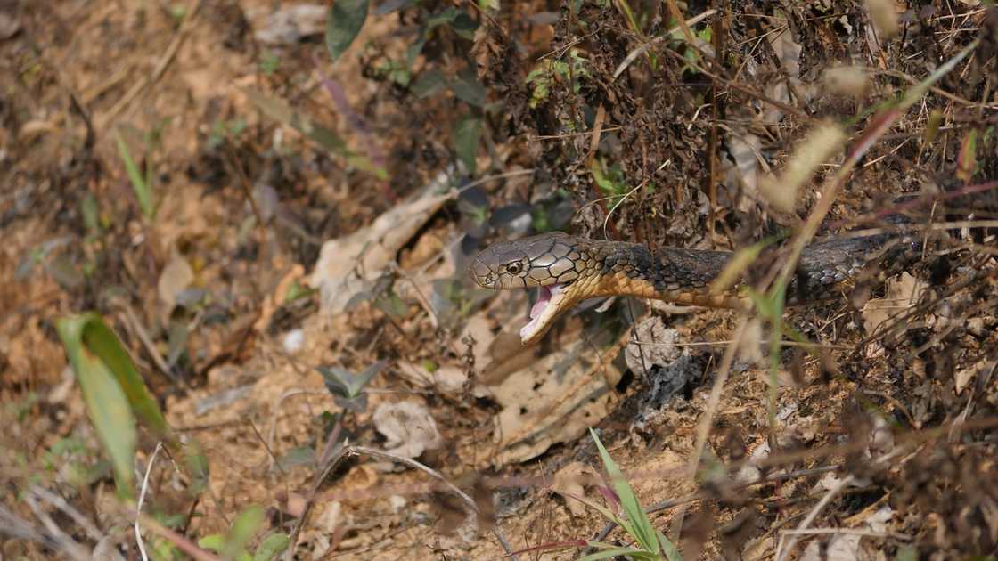 67-anyos na magsasaka, natagpuang patay matapos umano’y atake ng king cobra sa Cotabato 67-anyos na magsasaka, natagpuang patay matapos umano’y atake ng king cobra sa Cotabato