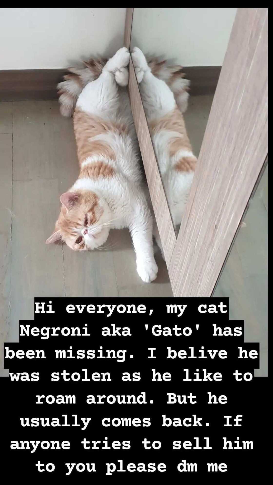 Solenn Heussaff, nawalan ng alagang pusa: "I believe he was stolen" Solenn Heussaff, nawalan ng alagang pusa: "I believe he was stolen"