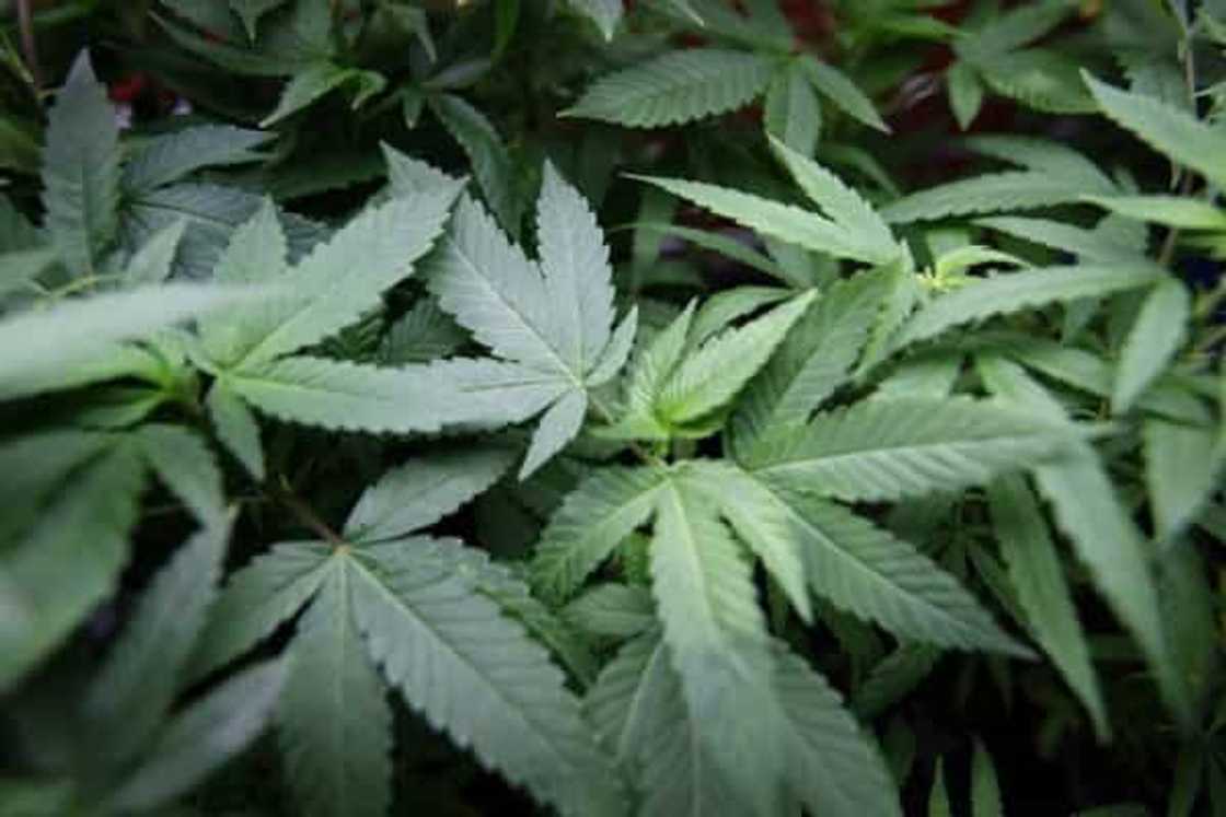 Senators are open to the possibility of legalizing medical cannabis Senators are open to the possibility of legalizing medical cannabis