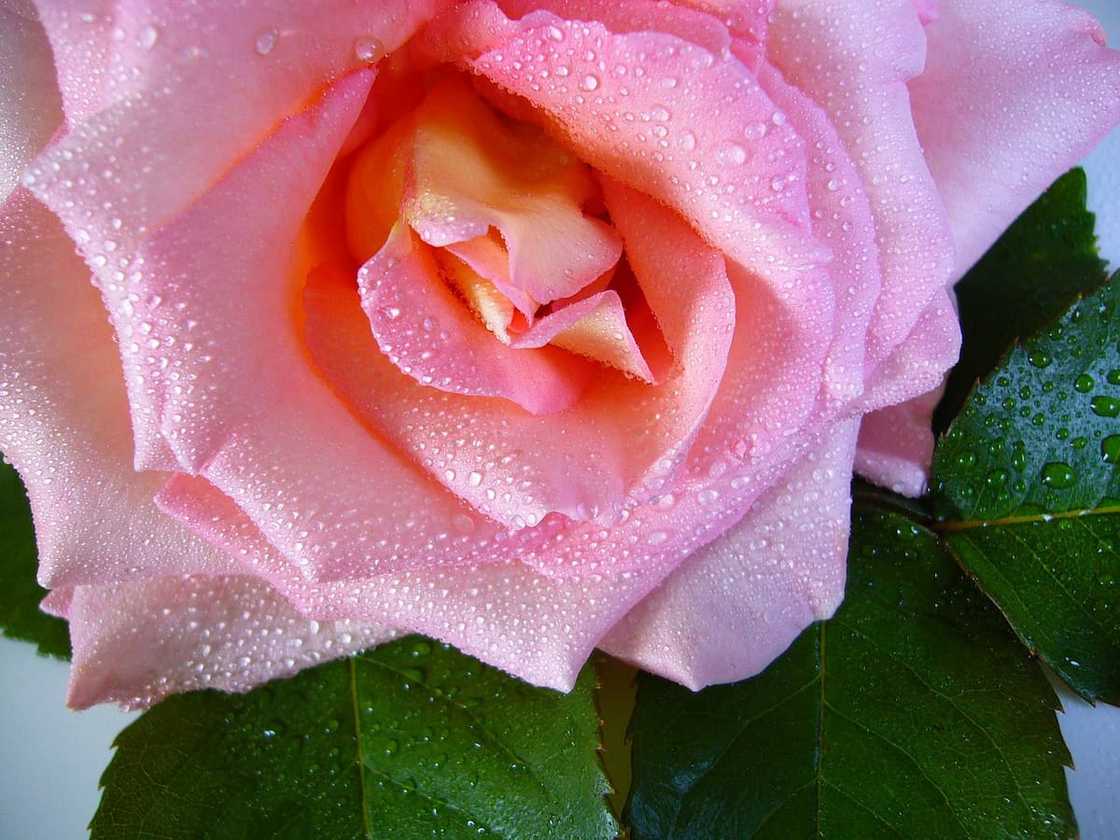 Rose water benefits Rose water benefits
