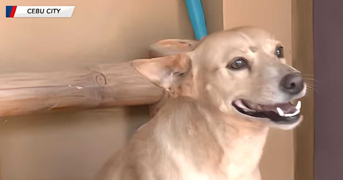 Photo: Screengrab from Balitang Bisdak