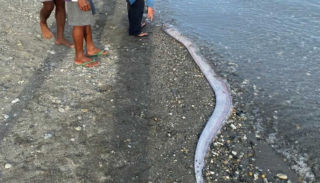 Patay na oarfish, natagpuan sa San Jose, Oriental Mindoro