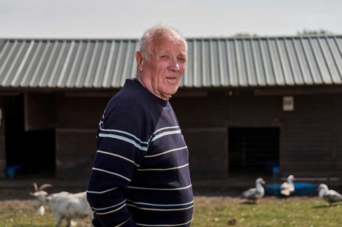 An elderly farmer standing outdoors near a barn with livestock in the background. An elderly farmer standing outdoors near a barn with livestock in the background.