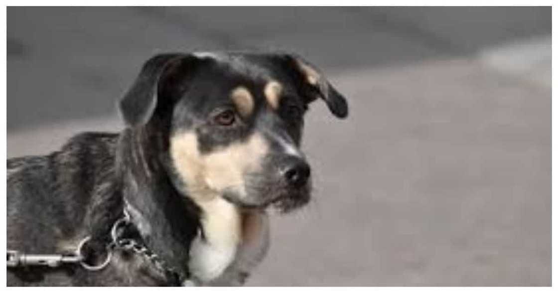 Dog sleeping by the roadside brutally beaten and taken away by unidentified man in SUV Dog sleeping by the roadside brutally beaten and taken away by unidentified man in SUV