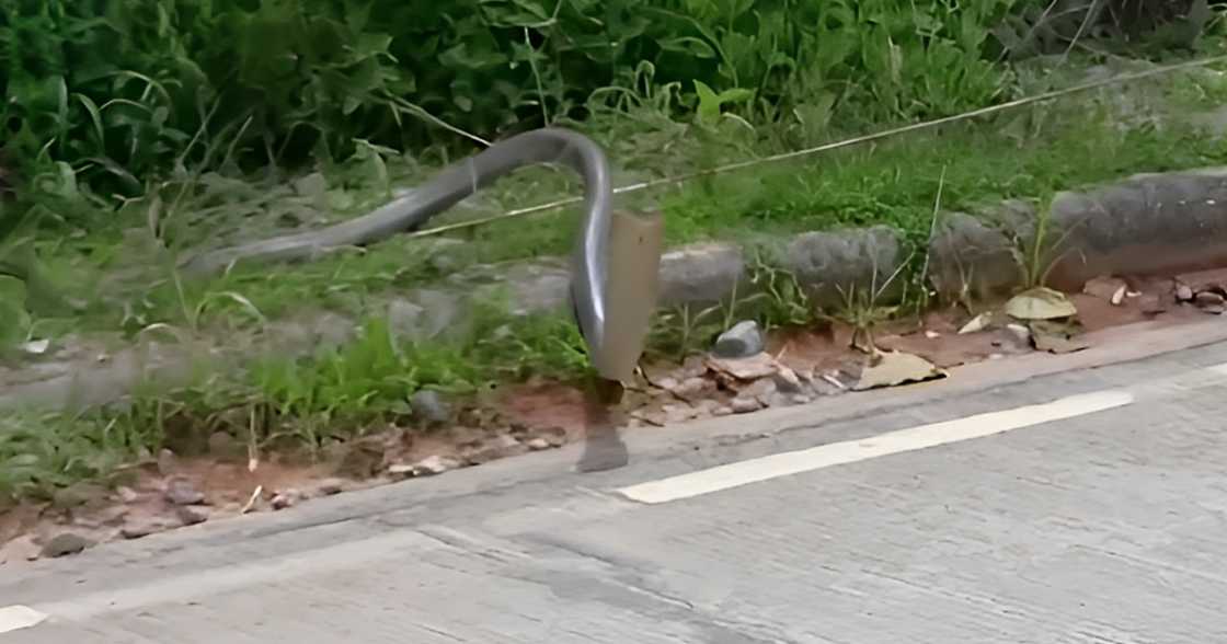 Heart-stopping encounter: Aggressive cobra on the road strikes, misses rider by several inches Heart-stopping encounter: Aggressive cobra on the road strikes, misses rider by several inches