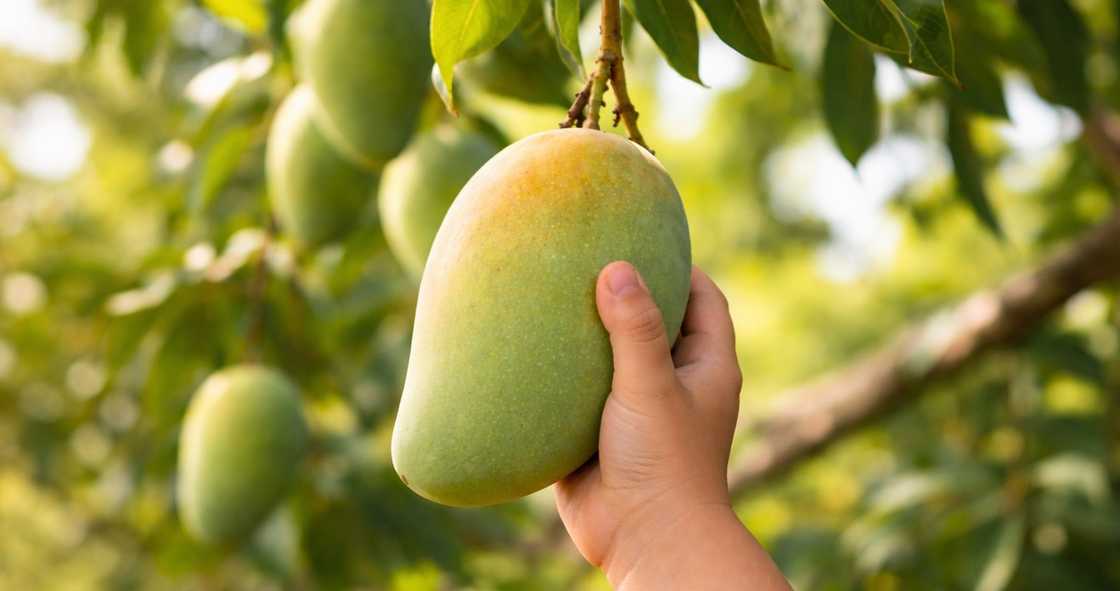 Bata, patay matapos umanong saktan dahil nanguha ng mangga nang walang paalam Bata, patay matapos umanong saktan dahil nanguha ng mangga nang walang paalam