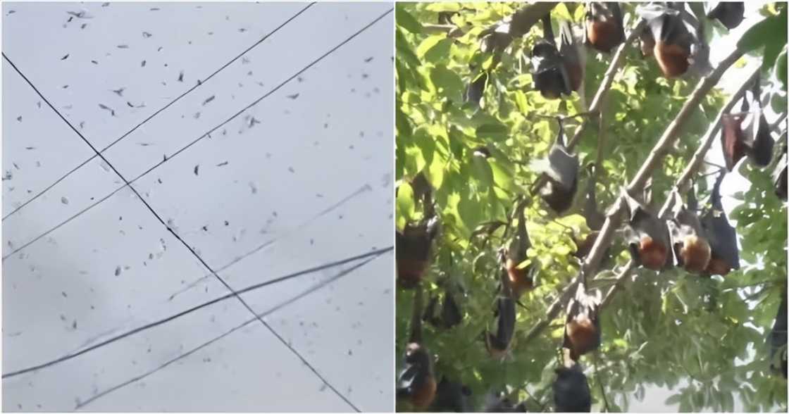 Balitanghali/GMA Network/GMA Integrated News on YouTube Balitanghali/GMA Network/GMA Integrated News on YouTube