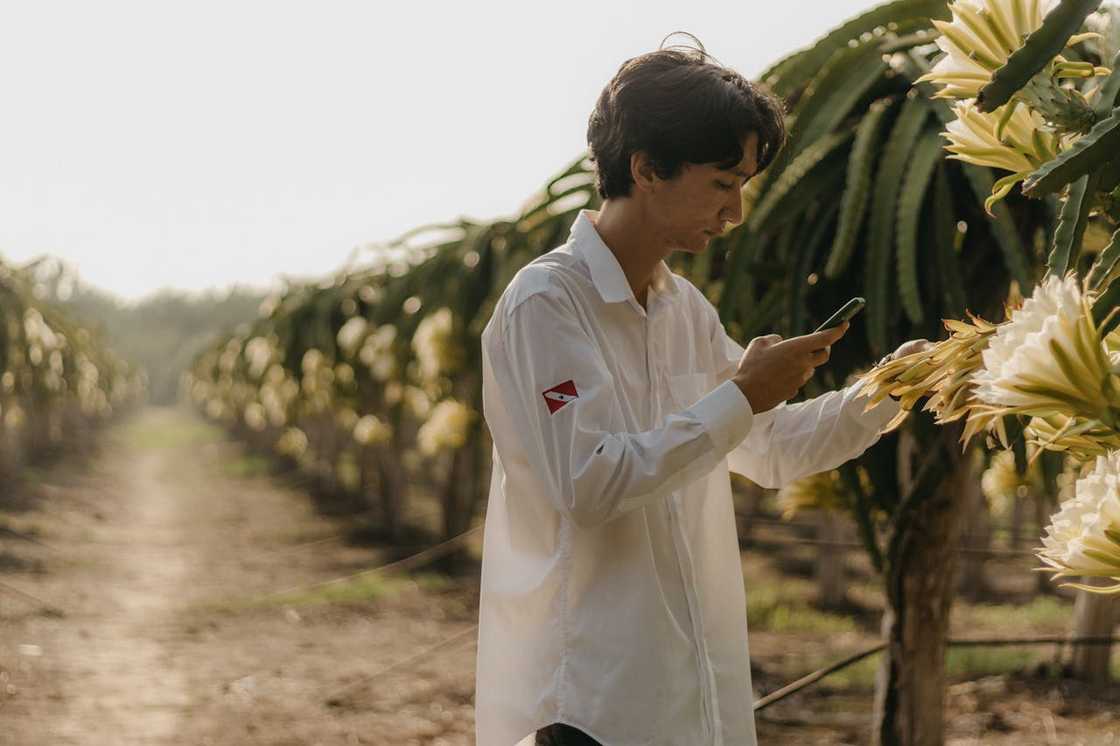 A man photographs dragon fruit flowers in a field.