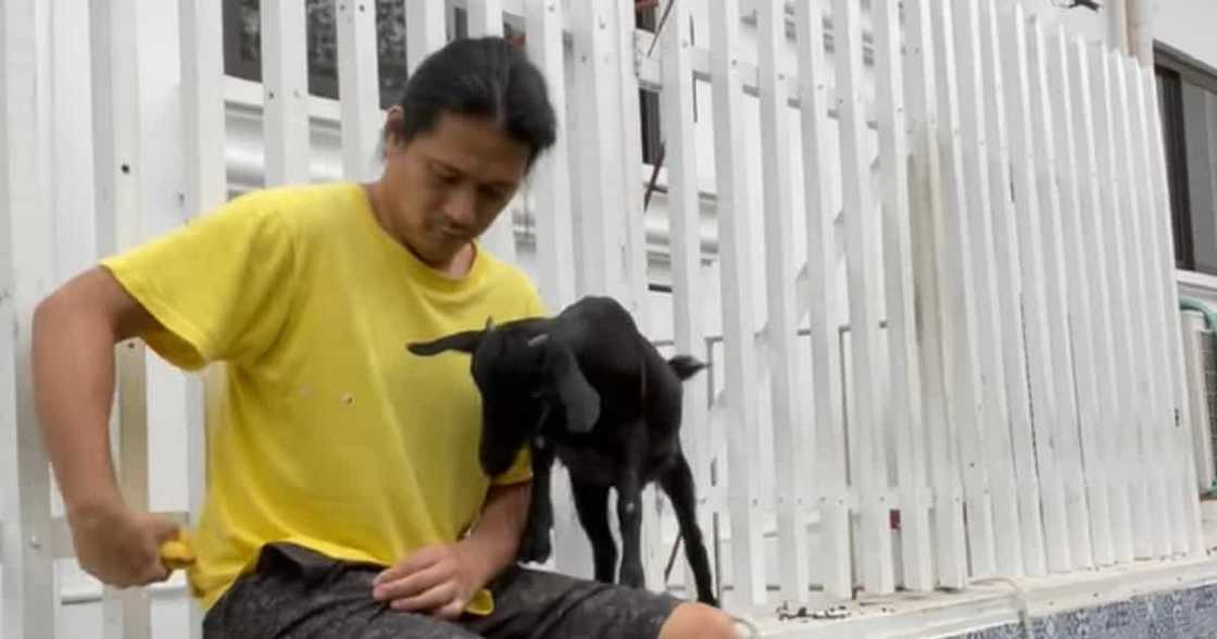 Robin Padilla, tumigil sa pagkain ng kambing matapos mapamahal sa pet goat Robin Padilla, tumigil sa pagkain ng kambing matapos mapamahal sa pet goat