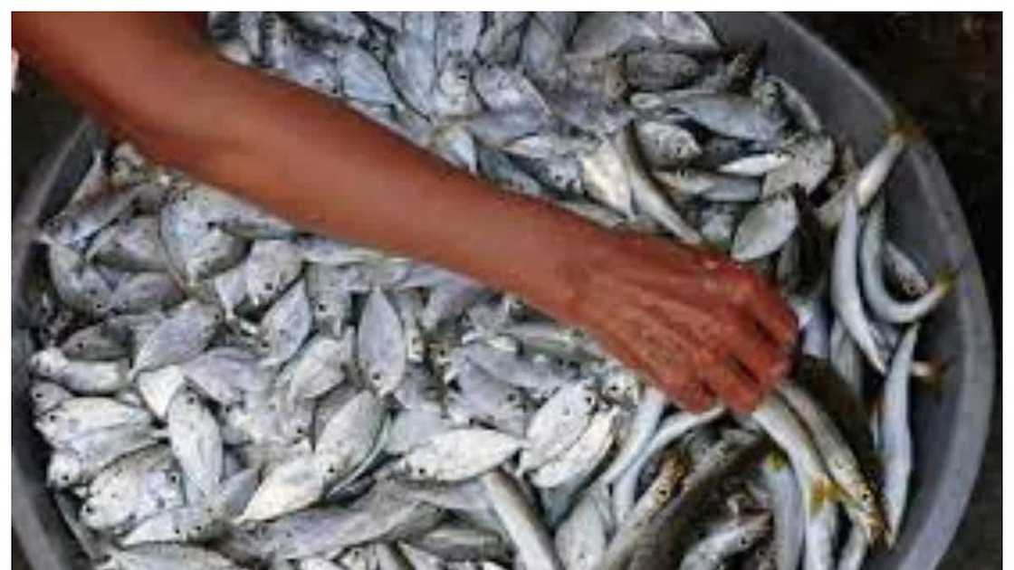 Fish vendor na isang kamay lang ang naigagalaw, umantig sa puso ng marami Fish vendor na isang kamay lang ang naigagalaw, umantig sa puso ng marami