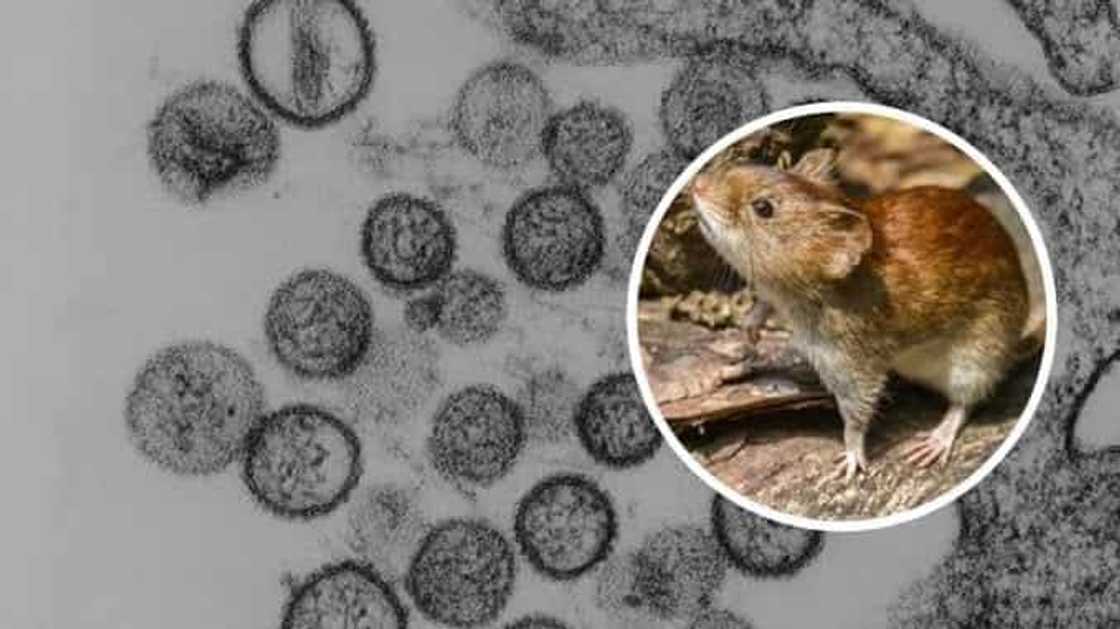 hantavirus philippines